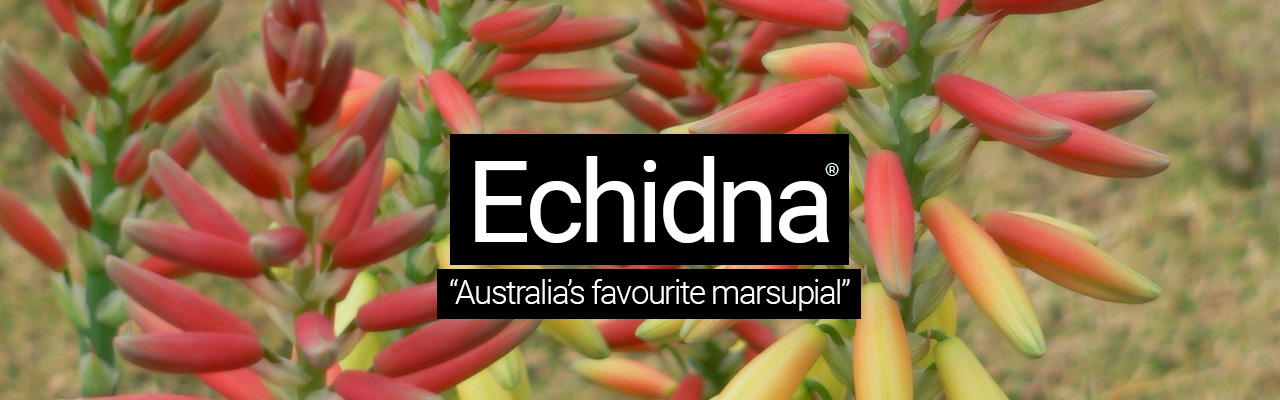 Artboard 12 Echidna - Australias favourite marsupial