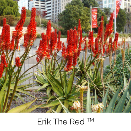 Erik the Red™