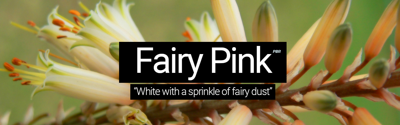 Artboard 14 Fairy Pink - White with a sprinkle of fairy dust
