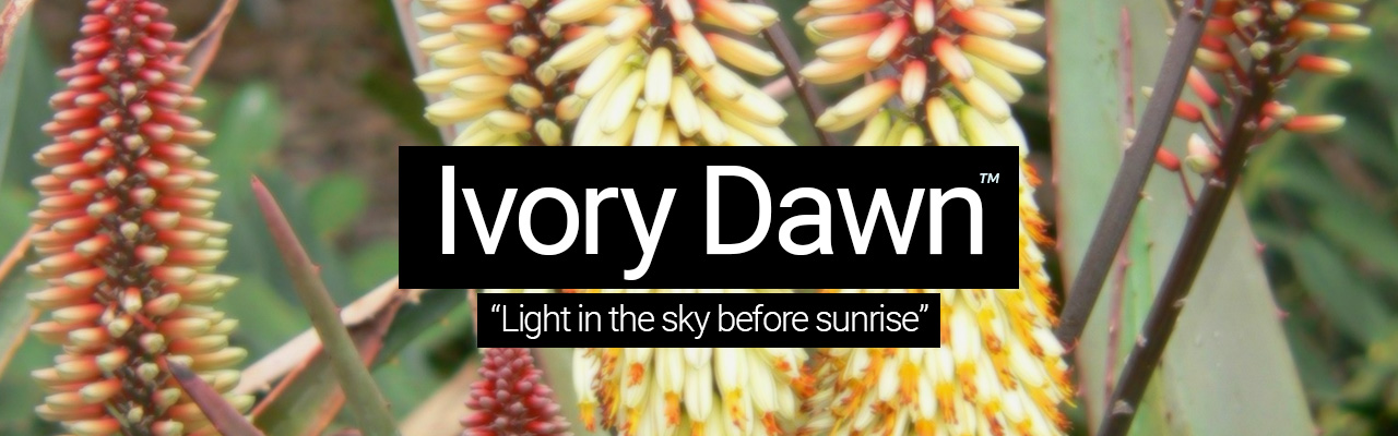 Artboard 18 Ivory Dawn - Light in the sky before sunrise