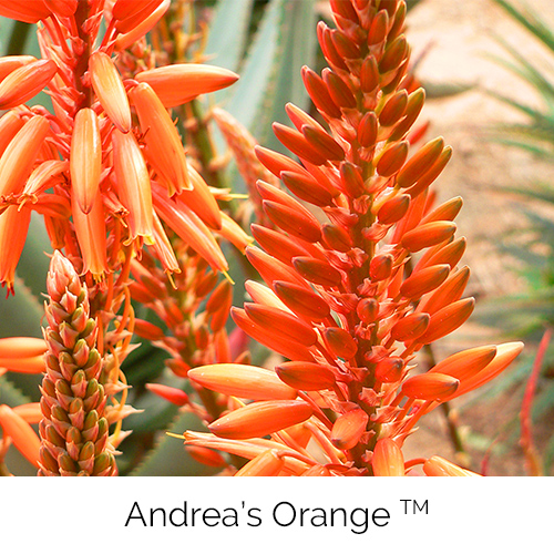 Andrea’s Orange™