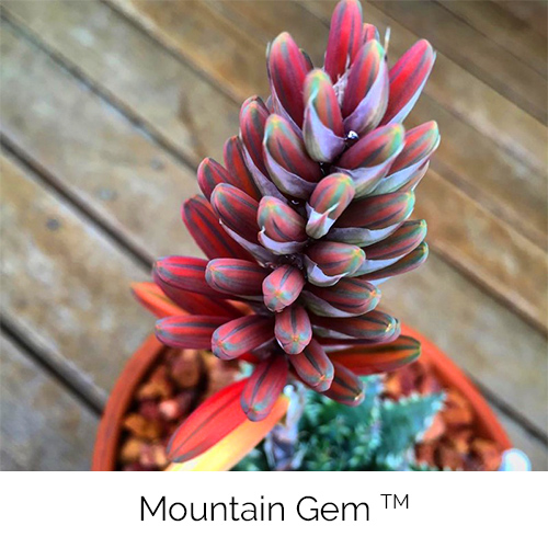 Mountain Gem™