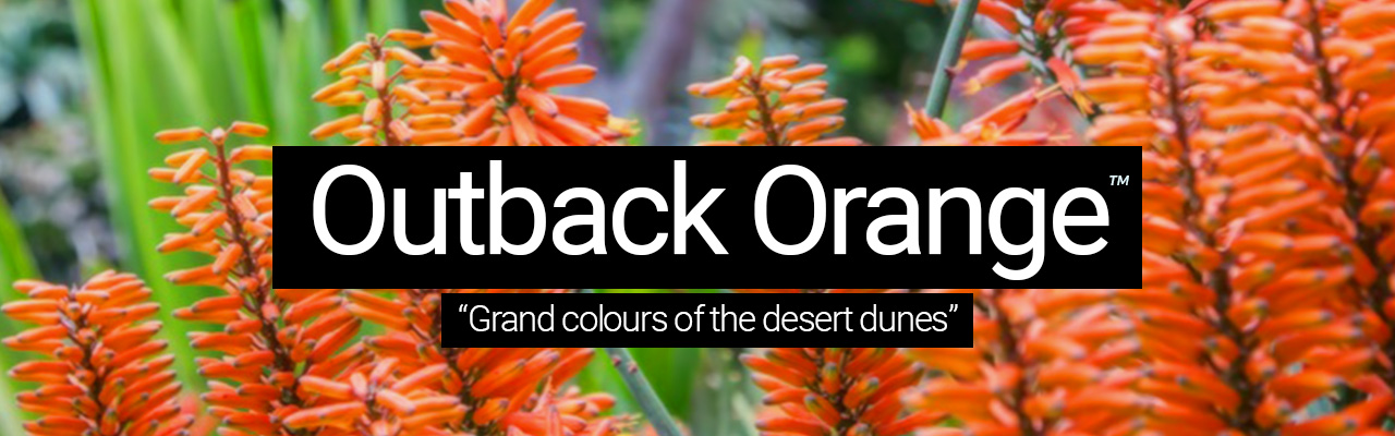 Artboard 22 Outback Orange - Grand colours of the desert dunes