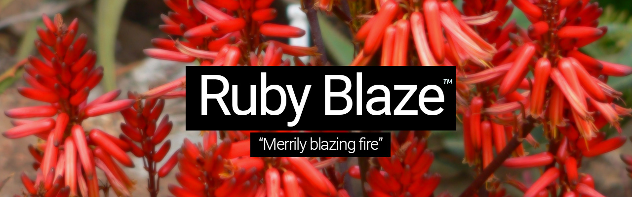 Artboard 24 Ruby Blaze - Merrily blazing fire