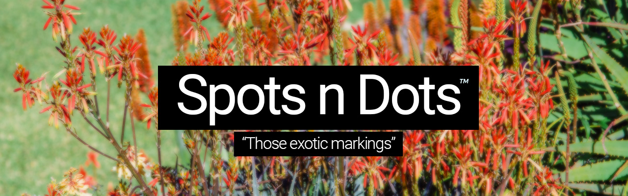 Artboard 28 Spots n Dots - Those exotic markings