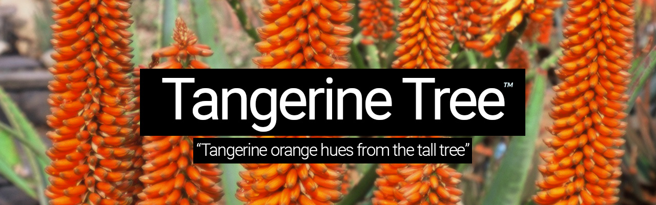 Artboard 30 Tangerine Tree - Tangerine orange hues from the tall tree