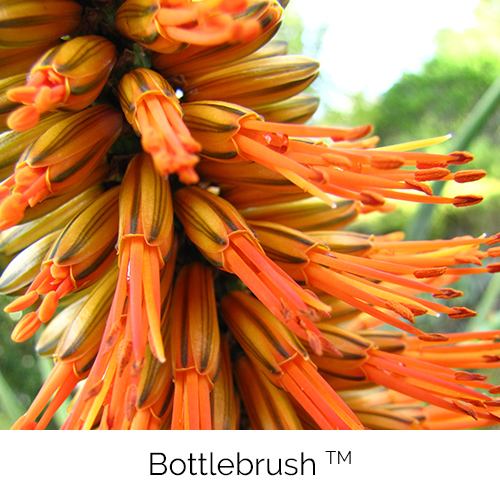 Bottlebrush™