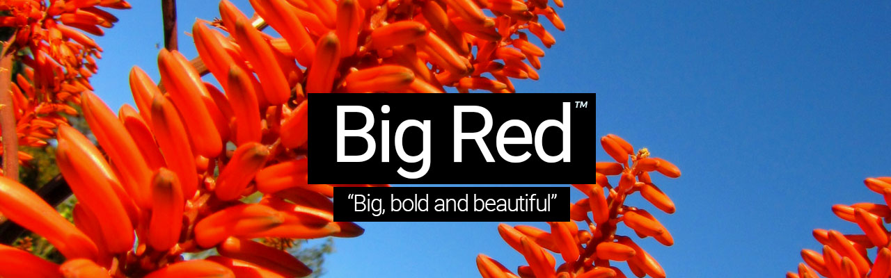 Plant Headers For Individual PagesArtboard 4 Big Red - Big, bold and beautiful
