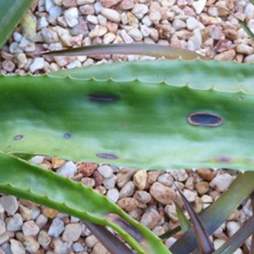 Black Spot Aloe black Leaf spot