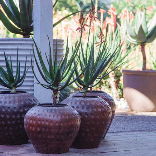 Container Gardening 1-1