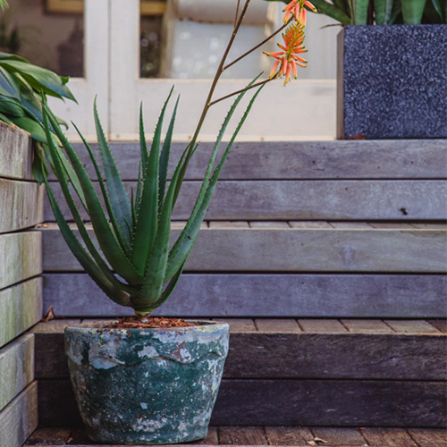 Container Gardening 1-2