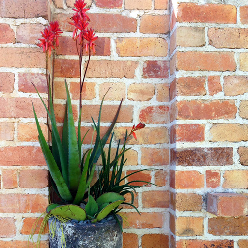 Container Gardening 1