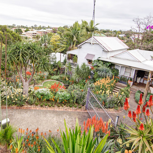 Design with Aloes 1