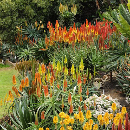 Design with Aloes 2
