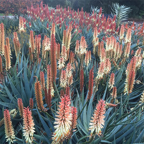 Design with Aloes 3