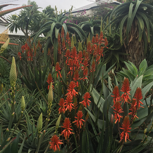 aloe receiving adequate nutrition