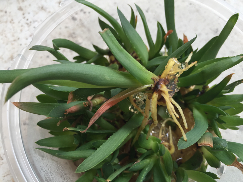 New Aloe-Aloe growers tissue culture_resized_large