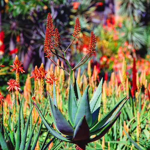Pests and Diseases-1 pests and disease free aloe