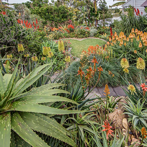 Removal of Spent Leaf removal of the aloe flowers