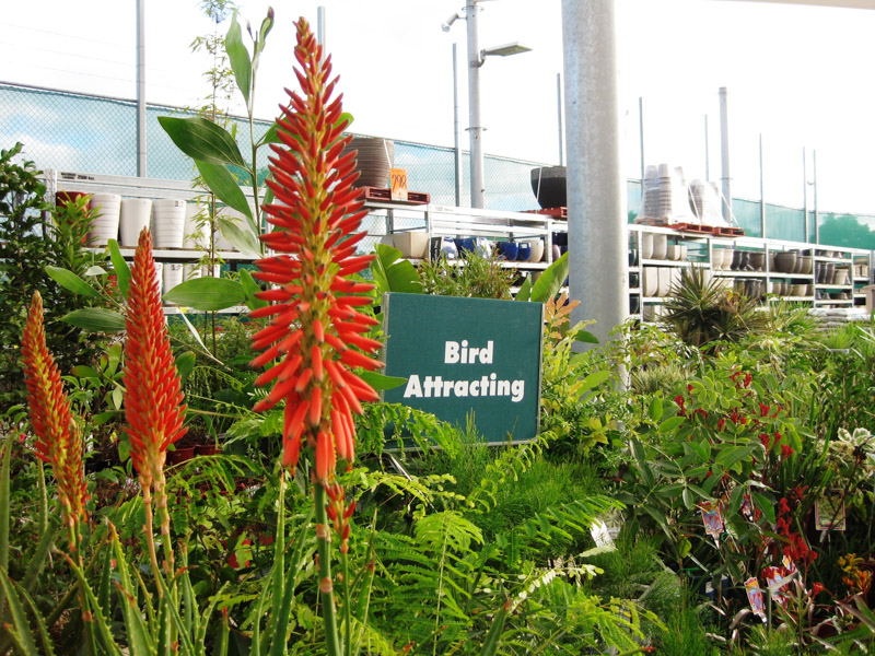 Retail nurseries and chain stores- Bunnings_resized_large plant nursery