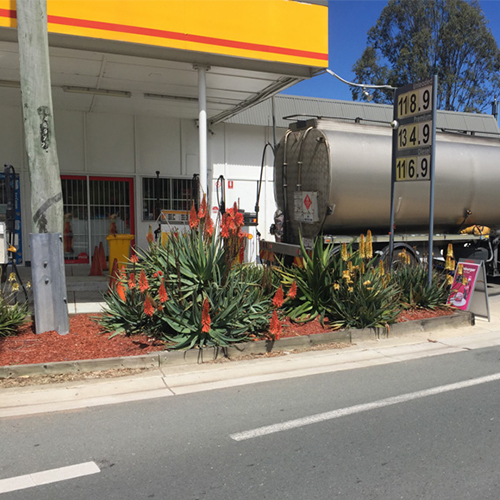 Shoot Removal Aloes for any type of garden, anywhere