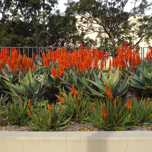 Aloe roots after wet weather