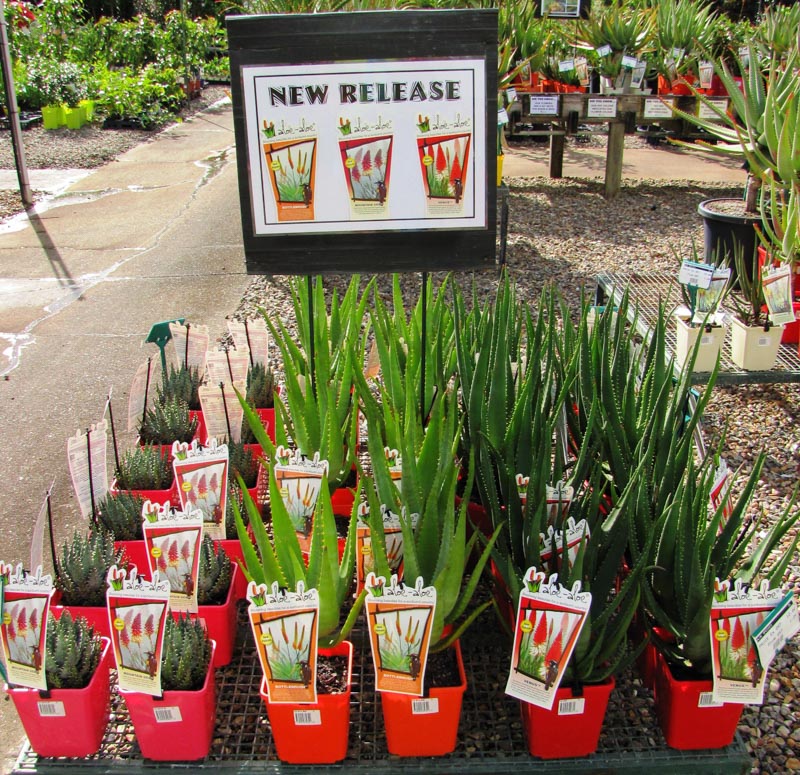 Understanding aloes- 35 different cultivars_resized_large