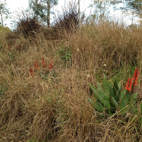 Weed Suppression