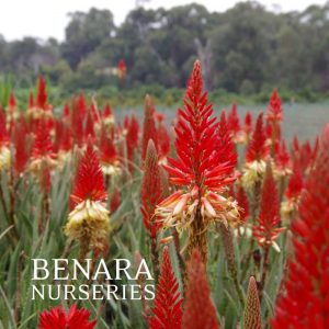 Where to buy- current aloe aloe growers_resized_large