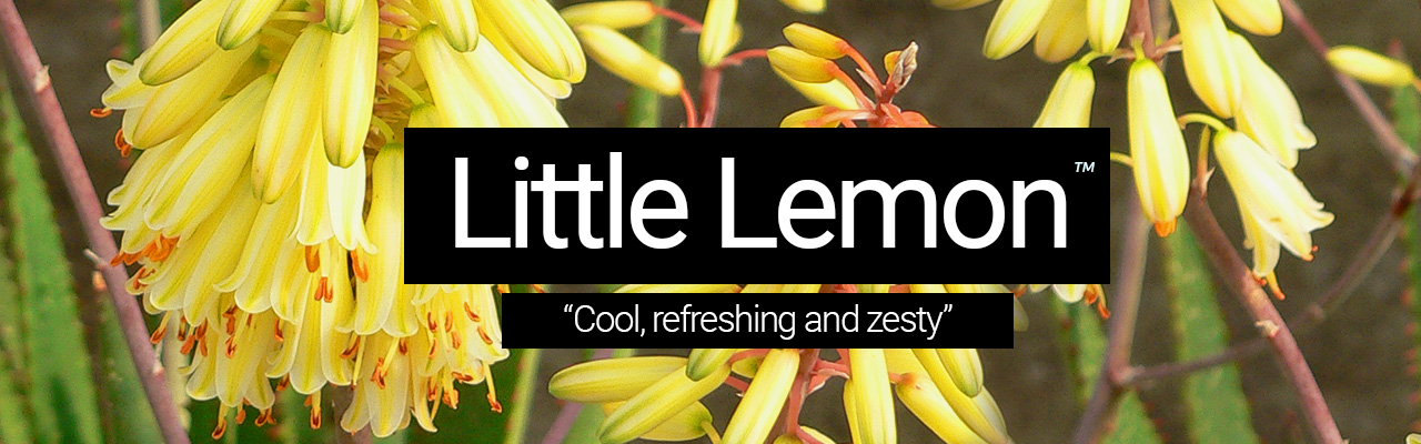 Little Lemon header Little Lemon - Cool, refreshing and zesty